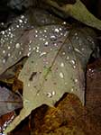 Frunze de cădere și picături de ploaie
