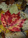 Осенние листья и капли дождя