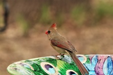 Cardinalul feminin Close-up 2