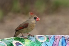 Cardinalul feminin Close-up 3
