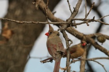 Femei cardinali în copac