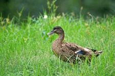 Canard colvert femelle dans l'herbe 