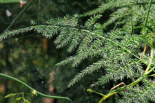 Fine Leaf Of Asparagus Fern