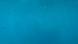 Fisk utfodring under vattnet
