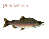 Fish, Salmon Vintage Art