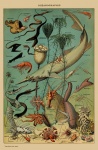 Stampa d'arte vintage di pesce
