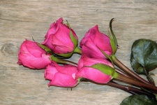 Cinco rosas cor de rosa na madeira