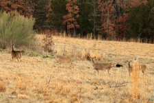 Five White-tailed Deer in Field