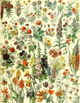 Flores por Adolphe Millot
