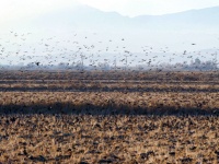 Flock Of Birds Flying