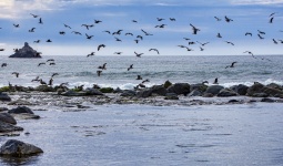 Flock of Flying Seagulls