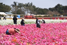 Flower Field Workers