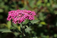 Cabeça de flor com pequenas flores cor d