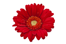 Fleur aquarelle rouge