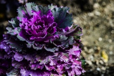 Flowering Cabbage Plant