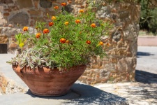 Flowers In Ceramic Pot