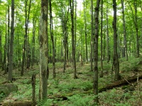 森林树木在夏天