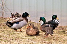 Fyra Mallard Ducks In Grass