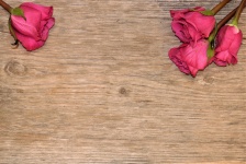 Čtyři růžové růže na dřevěném pozadí