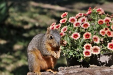 Fox Squirrel And Pink Petunias