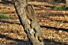 Fox Squirrel Climbing Down Tree