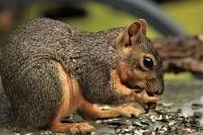 Fox Squirrel Eating Seeds Close-up
