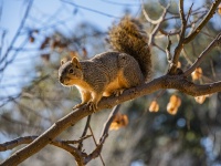 Fox-eekhoorn in boom