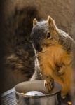 Fox Squirrel Posing