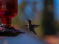 Gratis flygande kolibri