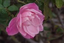 Delikatna różowa róża