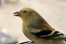 Goldfinch Close-up