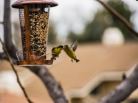 Goldfinches pe un alimentator de păsări