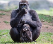 Gorille Mère