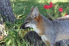 Gray Fox Close-up