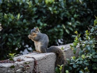 Gray Squirrel With A Peanut