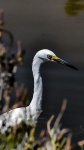 Great White Egret Art