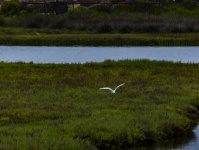 Egreta mare albă care zboară