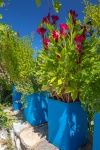 Greek Flowers In Pots