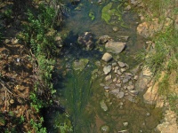 Algues vertes dans un cours d'eau