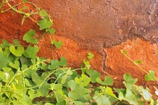 Rampicante verde contro il muro ruvido