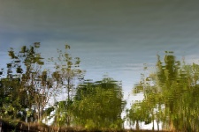 Отражение зеленых деревьев в воде