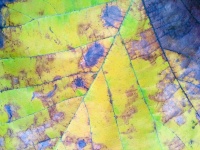 Textura de folha de outono amarelo verde