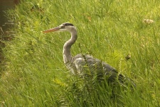 Grey heron bird in long green grass