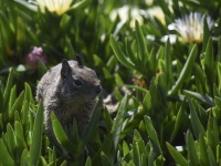 Ground Squirrel In Plants