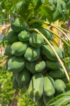 Groeiende papaja