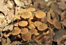 Cogumelos Mel em Folhas