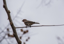 House Finch on Branch