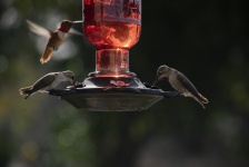 Hummingbirds Around The Feeder