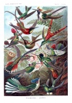 Hummingbirds Vintage Art Print