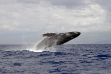 Balena cu cocoașă